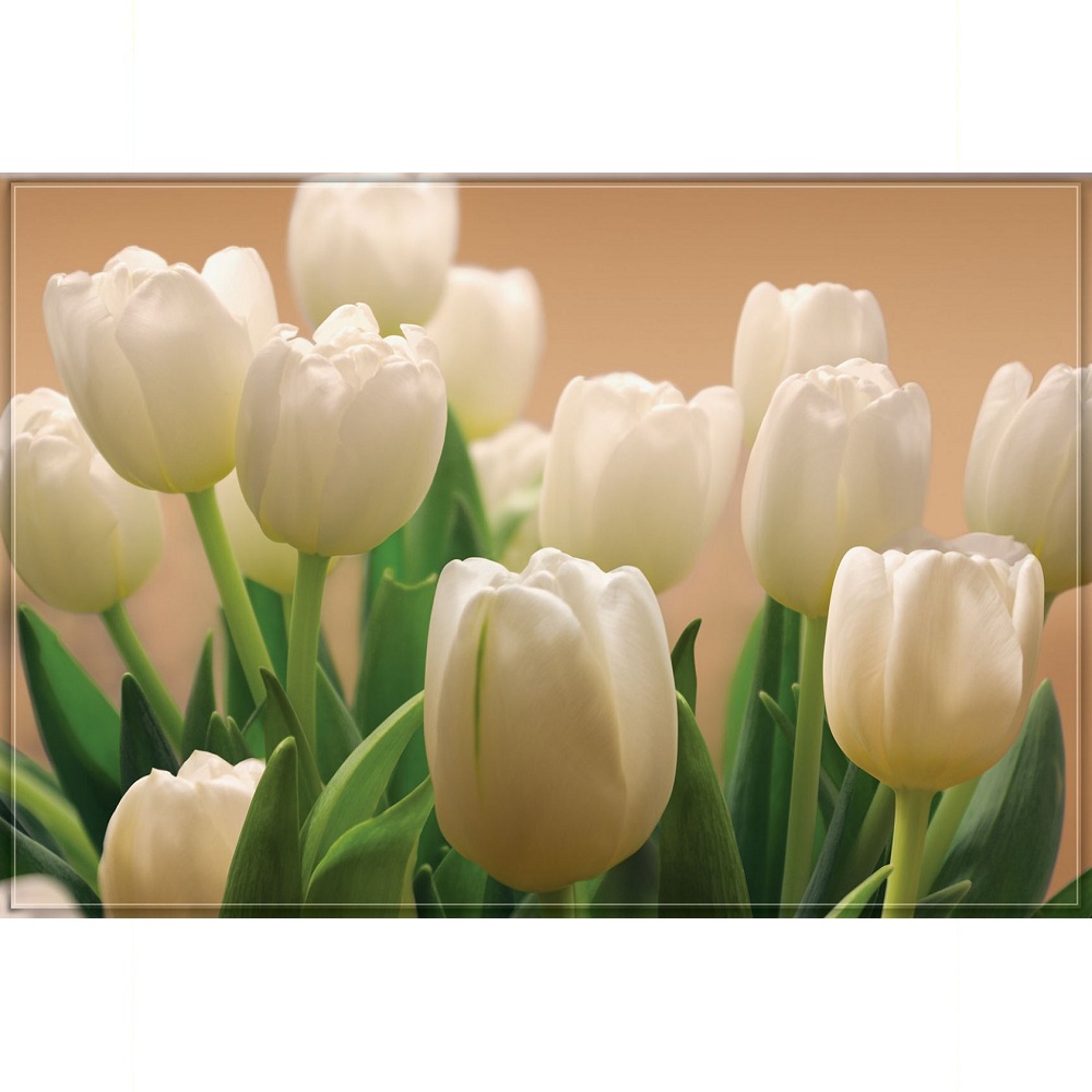 Фотообои Тула Белые тюльпаны 9